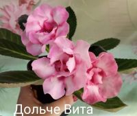 Лот: 18980119. Фото: 2. Глоксиния - лист срез 1. Комнатные растения и уход