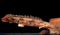 Лот: 13483563. Фото: 4. Полиптерус Эндлихера (Polypterus... Красноярск