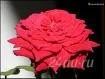 Лот: 101063. Фото: 3. роза комнатная красная- прижившийся... Растения и животные
