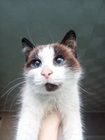 Лот: 18048948. Фото: 2. Кошечка с космическими глазками. Животные и уход