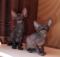 Лот: 25401528. Фото: 2. Котята сфинкс. Животные и уход