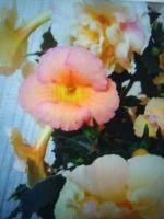 Лот: 17322577. Фото: 2. Цветы: ризомы ахиноменос( Yellow... Комнатные растения и уход