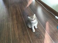 Лот: 10075710. Фото: 2. Кошки. Животные и уход