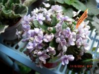 Лот: 4623727. Фото: 2. Минифиалка сортовая Rob's Lilly... Комнатные растения и уход