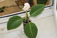 Лот: 2912775. Фото: 2. Глоксиния8 (цветущее растение). Комнатные растения и уход