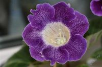 Лот: 2900623. Фото: 3. Глоксиния 45 (цветущее растение... Растения и животные