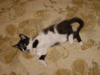 Лот: 3532447. Фото: 2. Котёнок. Животные и уход