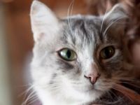 Лот: 5982403. Фото: 4. Семён-настоящий кот-мужчина ищет... Красноярск