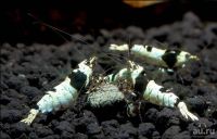 Лот: 17586956. Фото: 5. Креветки Чёрный Кристалл (Caridina...