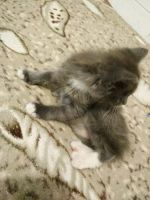 Лот: 12035673. Фото: 2. Подарю котят. Животные и уход