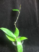 Лот: 13558946. Фото: 2. Хойя.Hoya UT-039 Flores Island... Комнатные растения и уход