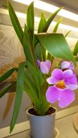 Лот: 4634094. Фото: 3. орхидея мильтония (Мильтония... Растения и животные