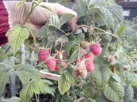 Лот: 11819668. Фото: 5. малина - свои саженцы - вкусная...