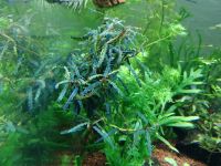 Лот: 18364981. Фото: 6. Bucephalandra Belindae P. Boyce...