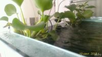 Лот: 12087775. Фото: 6. Гиацинт Водяной (Эйхорния Красивейшая...