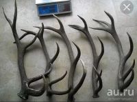 Лот: 13566073. Фото: 2. Рога куп в любом состоянии. Домашний быт