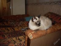 Лот: 995697. Фото: 2. Котята: мама-тайская, папа-курильский... Животные и уход