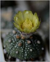 Лот: 6262596. Фото: 3. Астрофитум астериас. Растения и животные