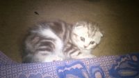 Лот: 4100243. Фото: 2. Шотландские вислоухие котяточки. Животные и уход
