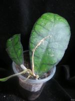 Лот: 13595315. Фото: 3. Хойя Hoya finlaysonii cv. Orabella. Растения и животные
