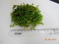 Лот: 4246995. Фото: 3. Микрантемум «Монте Карло» (Micranthemum... Растения и животные