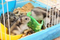 Лот: 5653964. Фото: 2. Джунгарские хомячки. срочно!!!. Животные и уход