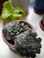 Лот: 14154529. Фото: 2. Graptopetalum bellum (Tacitus... Комнатные растения и уход