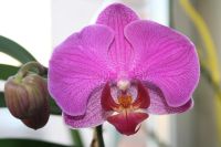 Лот: 4421973. Фото: 4. Орхидея фаленопсис (зацветает). Красноярск