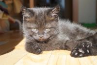 Лот: 3817237. Фото: 3. Британские котятки, с документами... Растения и животные