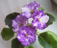 Лот: 4988268. Фото: 4. Фиалка Storm’s Eye, лист. Красноярск