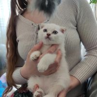 Лот: 20352824. Фото: 3. Шотландский Вислоухий котёнок. Растения и животные