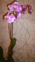 Лот: 5614458. Фото: 3. Орхидея фаленопсис F41. Растения и животные