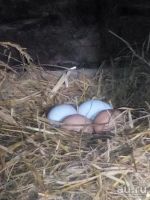 Лот: 7141524. Фото: 2. Яйцо куриное домашнее. Продукты