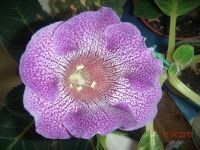 Лот: 5737741. Фото: 4. Глоксиния светло-фиолетовая тигрина... Красноярск