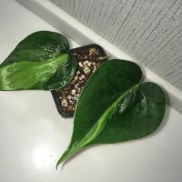 Лот: 16849179. Фото: 2. Филодендрон scandens «Brasil». Комнатные растения и уход