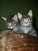 Лот: 11954612. Фото: 2. Котята сибирские. Животные и уход