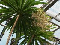 Лот: 15334022. Фото: 2. Кордилина прямая (Cordyline stricta... Комнатные растения и уход