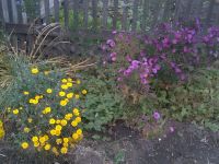 Лот: 1225127. Фото: 2. Астра новобельгийская ("сентябрина... Семена, рассада, садовые растения