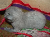 Лот: 689771. Фото: 2. котёночек милашка. Животные и уход