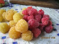 Лот: 7781299. Фото: 2. Желтый гигант -малина саженец... Семена, рассада, садовые растения