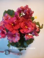 Лот: 16859079. Фото: 18. Фиалка сортовая ЛЕ Карусель, Коричная...