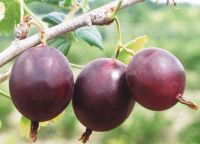 Лот: 5384173. Фото: 4. Саженцы Крыжовника с открытой... Красноярск