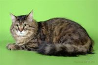 Лот: 2667915. Фото: 2. Сибирский кот ищет невесту!. Животные и уход