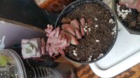 Лот: 13866962. Фото: 3. Крассула Crassula nealiana x rupestre... Растения и животные