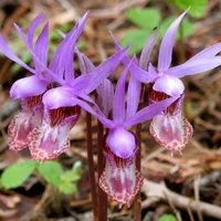 Лот: 15920511. Фото: 3. Калипсо (лат. Calypso bulbosa... Для дачи, дома, огорода, бани, парка