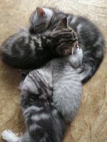 Лот: 13956443. Фото: 5. животные