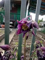 Лот: 17329109. Фото: 3. Аквилегия. Для дачи, дома, огорода, бани, парка