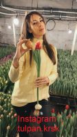 Лот: 15324153. Фото: 3. Тюльпан Мутант. Реально Здоровый... Сувениры, подарки