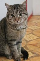 Лот: 2431748. Фото: 2. Лучший кот, активный,ласковый... Животные и уход