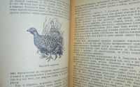 Лот: 24890279. Фото: 4. Охота на полевую, степную, пустынную... Красноярск